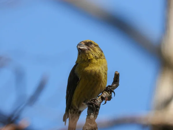 Foco Selectivo Pájaro Pinzón Verde Posado Una Rama Árbol —  Fotos de Stock