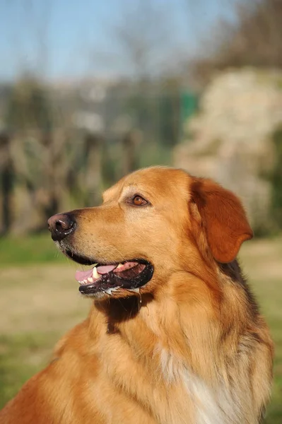 Retrato Vertical Perro Adulto Marrón Hovawart Aire Libre —  Fotos de Stock