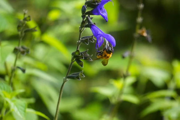Bumblebee Perched Salvia Flower — Stock Photo, Image