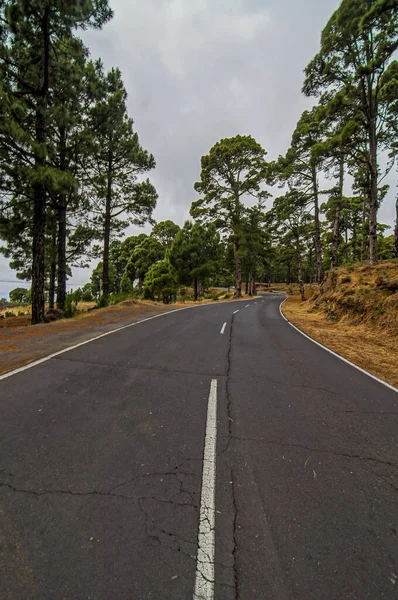 Tiro Vertical Uma Estrada Cercada Por Uma Floresta Sob Céus — Fotografia de Stock