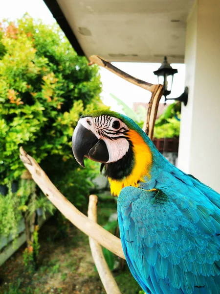 Zbliżenie Niebiesko Żółtej Papugi Pleneru Zielonym Tle — Zdjęcie stockowe