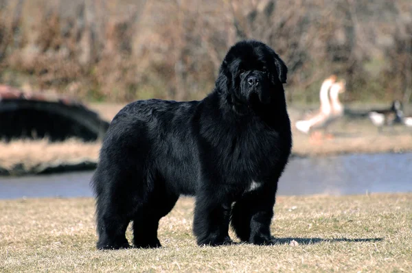 Ένα Μαύρο Καθαρόαιμο Σκυλί Της Νέας Γης Στέκεται Όρθιο — Φωτογραφία Αρχείου