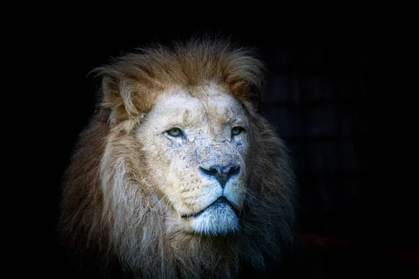 Een Close Shot Van Een Leeuw — Stockfoto