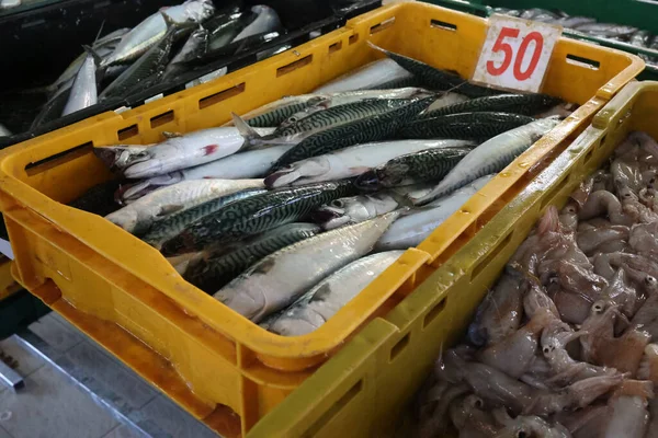 Strzał Żywej Makreli Kalmary Skrzyniach Sprzedaż Targu Rybnym Chorwacji — Zdjęcie stockowe