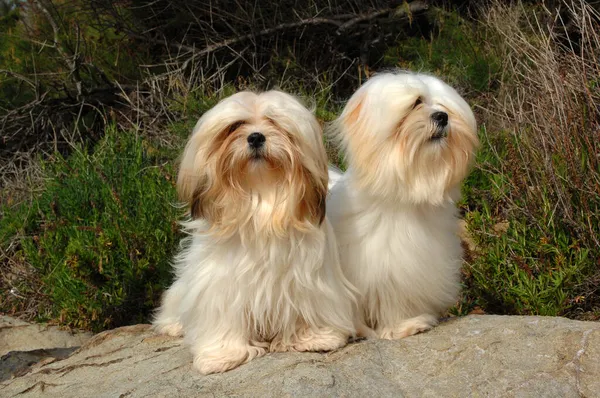 Δύο Χαριτωμένα Σκυλιά Lhasa Apso Έξω — Φωτογραφία Αρχείου