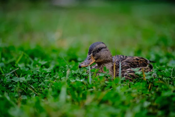 Een Closeup Van Een Eend Binnen Het Veld Van Groen — Stockfoto