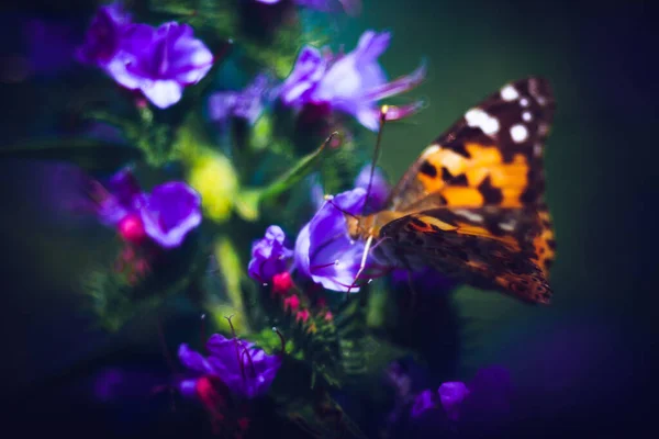 Gros Plan Papillon Coloré Sur Des Fleurs Violettes — Photo