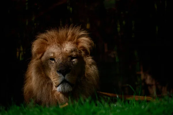 一只狮子的特写镜头 — 图库照片
