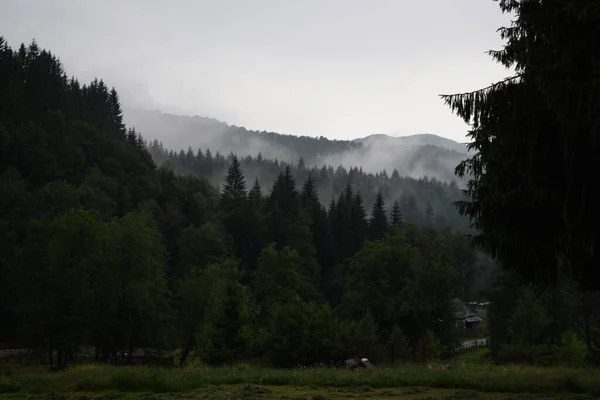 Vacker Mörk Skog Med Barrträd Grå Himmel Dimmig Dag — Stockfoto