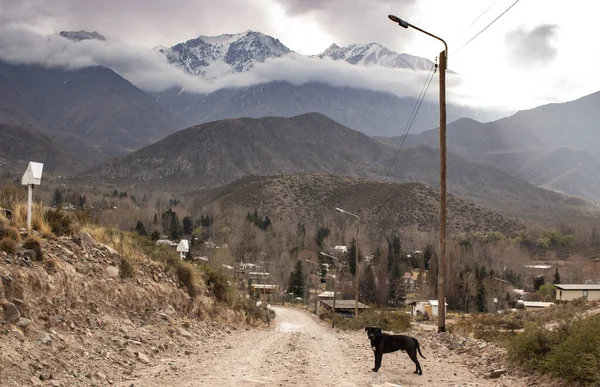 Stray Dog Narrow Road Surrounded Mountains Cloudy Sky Countryside — Stock Photo, Image