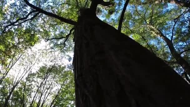 Udsigt Fra Bunden Til Toppen Træer Skoven – Stock-video