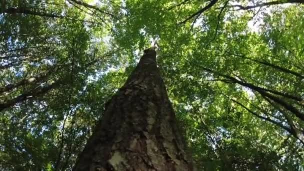 Vue Bas Vers Haut Dans Les Arbres Forêt — Video