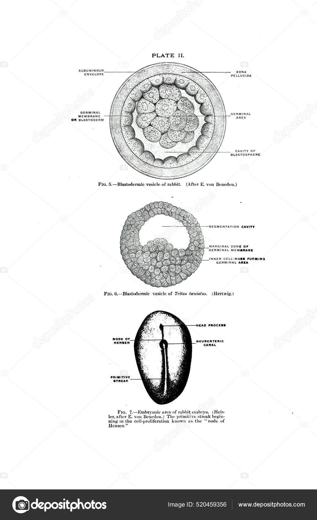 Blastodermic Vesicles Rabbit Triton Taeniatus Embryonic Area Rabbit