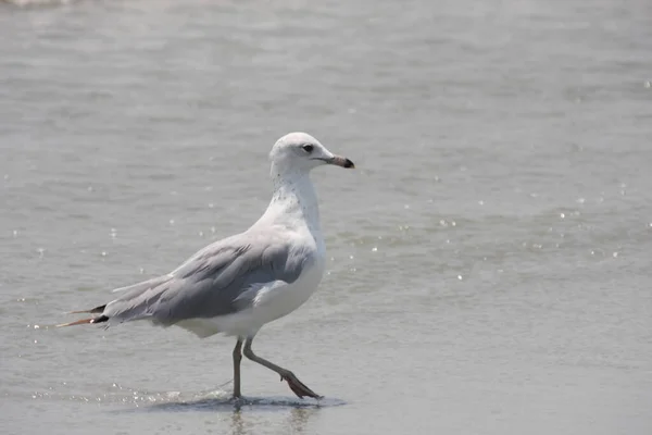 Mås Som Går Sandstrand — Stockfoto