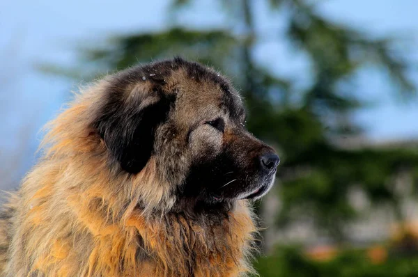 Крупный План Кавказской Собаки Овчарки — стоковое фото