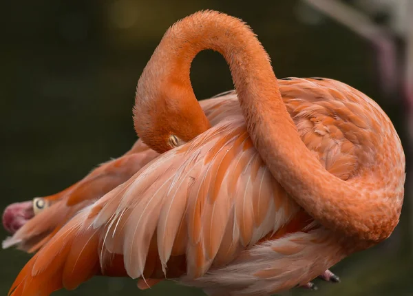Closeup Shot American Flamingo Phoenicopterus Ruber Head Tucked Wings While — Stock Photo, Image