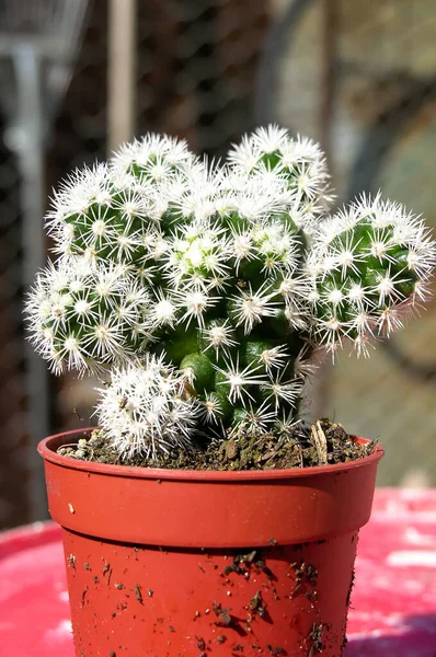 Vertikální Záběr Kaktusu Hrnci Venku — Stock fotografie
