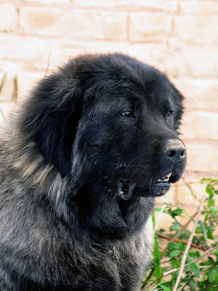 Pastor Negro Cáucaso Outdors Cão — Fotografia de Stock