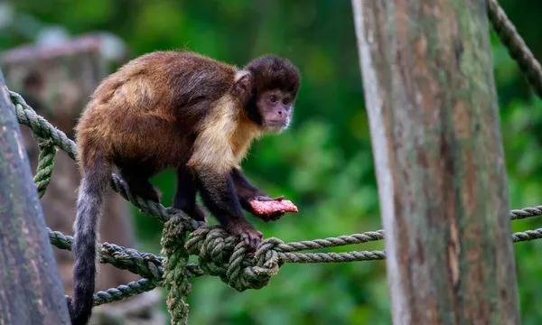 Primo Piano Una Scimmia — Foto Stock