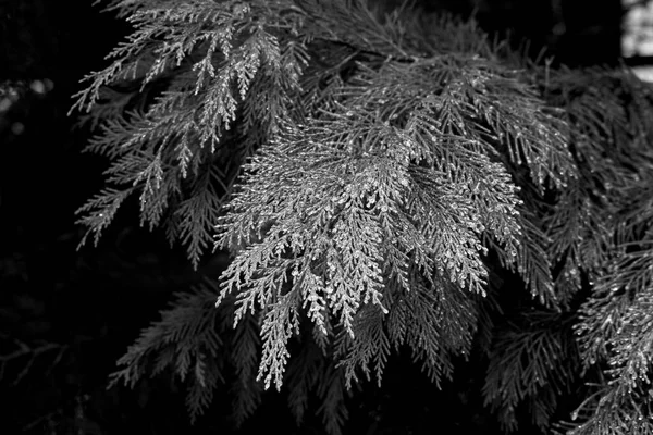 夜晚暴风雪过后 一棵结了霜的树 — 图库照片