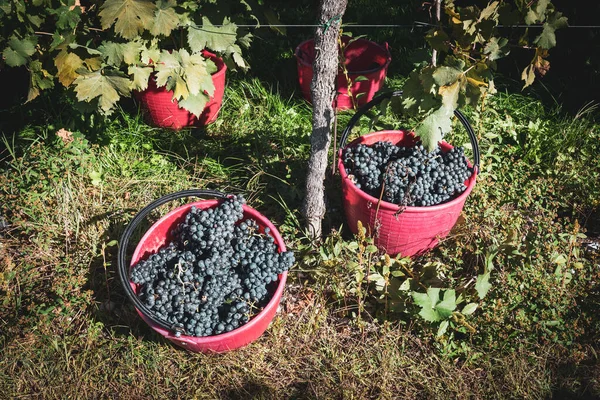 Bahçedeki Üzümlere Yakın Çekim — Stok fotoğraf