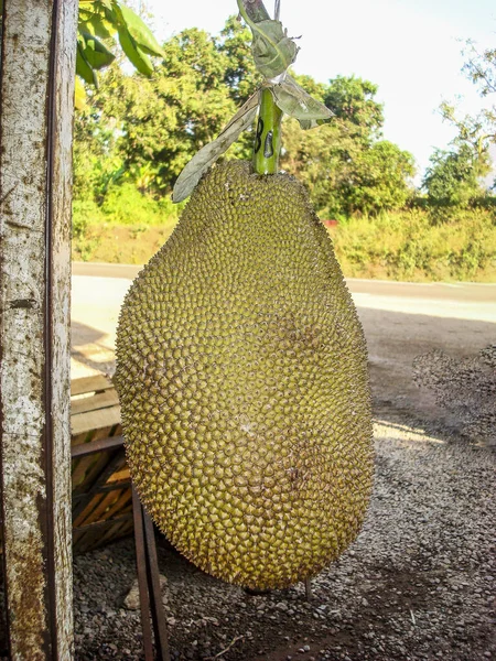 Pionowe Ujęcie Ogromnego Jackfruit — Zdjęcie stockowe