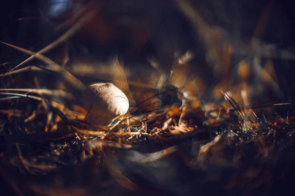 Closeup Shot Dried Fallen Leaves Mushrooms Grass — Stock Photo, Image
