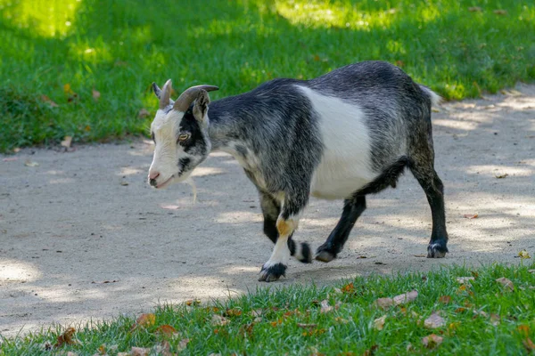 Une Chèvre Mignonne Marchant Sur Sol Entouré Par Pelouse Par — Photo