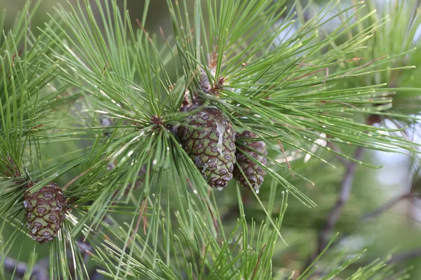 Een Close Shot Van Groene Harsachtige Dennenappels Een Dennenboom Tak — Stockfoto