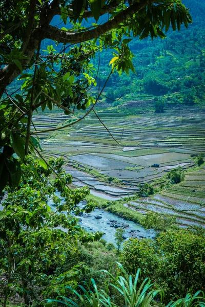 Sebuah Gambar Vertikal Dari Sebuah Lembah Ricefield Yang Indah Sulawesi — Stok Foto