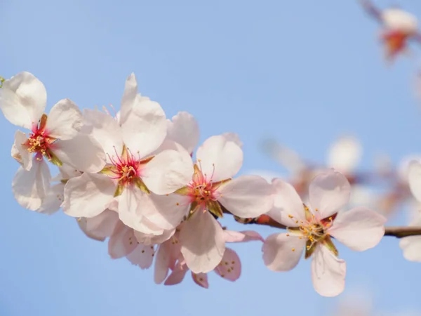 Primo Piano Fiori Con Cielo Sullo Sfondo — Foto Stock