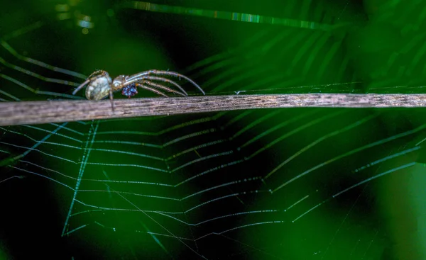 蜘蛛在树枝上织网的特写镜头 — 图库照片