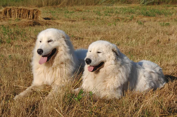 Två Söta Vita Shepherd Hundar Ligger Äng — Stockfoto