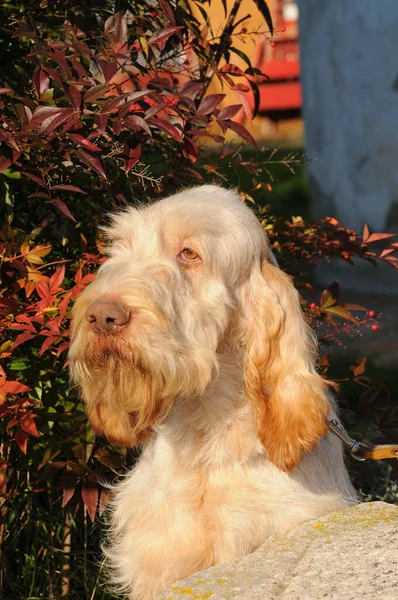 Een Prachtige Opname Van Een Spinone Italiano Hond Buiten Overdag — Stockfoto