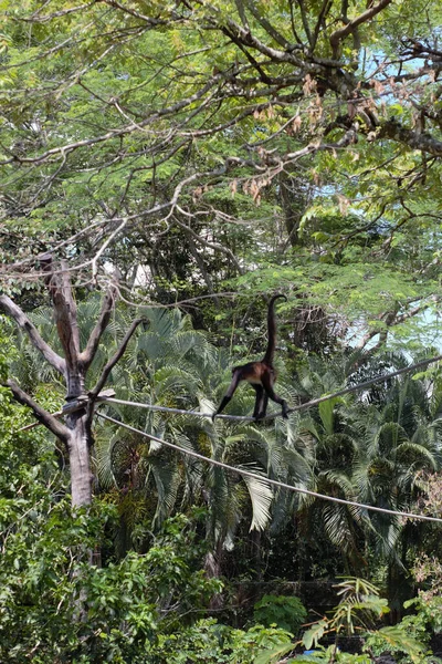 Tiro Vertical Macaco Uma Corda Presa Árvores Uma Floresta Exuberante — Fotografia de Stock