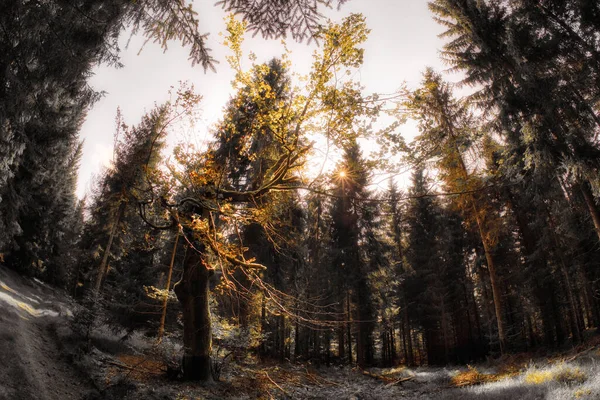 Широкий Кутовий Знімок Соснового Лісу Золотому Заході Сонця — стокове фото