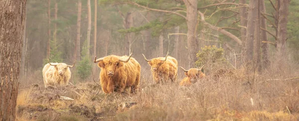 Grupo Touros Peludos Vacas Andando Uma Floresta — Fotografia de Stock