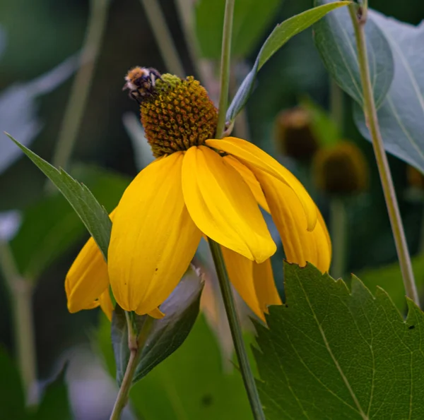 Insecto Posado Una Flor Conejo Hoja Corte — Foto de Stock