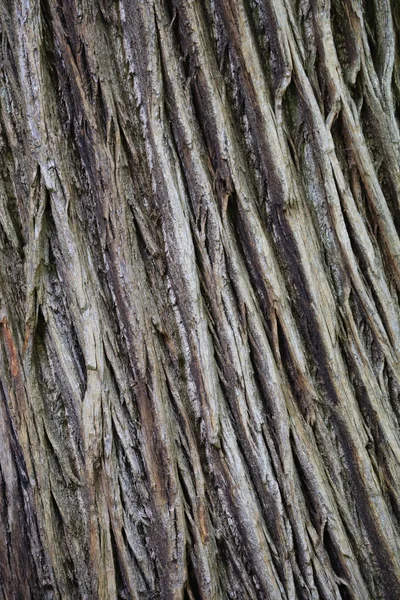 Μια Κάθετη Λήψη Φλοιού Δέντρου Για Ταπετσαρία Και Φόντο — Φωτογραφία Αρχείου