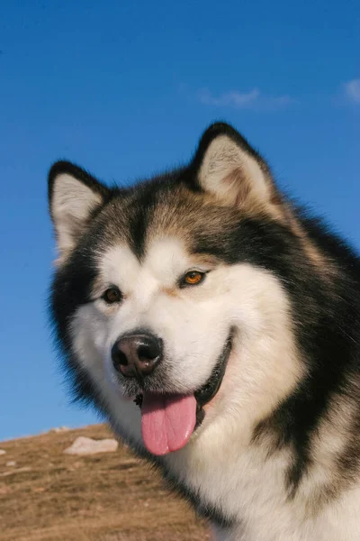 Ένα Κάθετο Πορτρέτο Του Malamute Dog Της Αλάσκας Στα Βουνά — Φωτογραφία Αρχείου