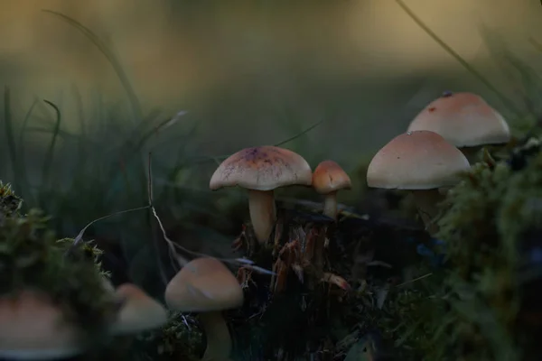 Närbild Ett Gäng Små Bruna Svampar Marken — Stockfoto