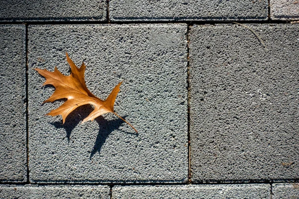 Nahaufnahme Eines Orangefarbenen Blattes Isoliert Auf Grauem Hintergrund — Stockfoto