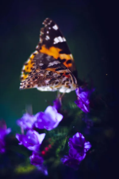 Крупный План Красочной Бабочки Фиолетовых Цветах — стоковое фото