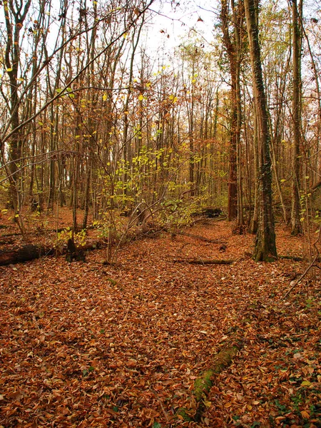 秋天山毛榉林的美丽景色 意大利弗留利 — 图库照片