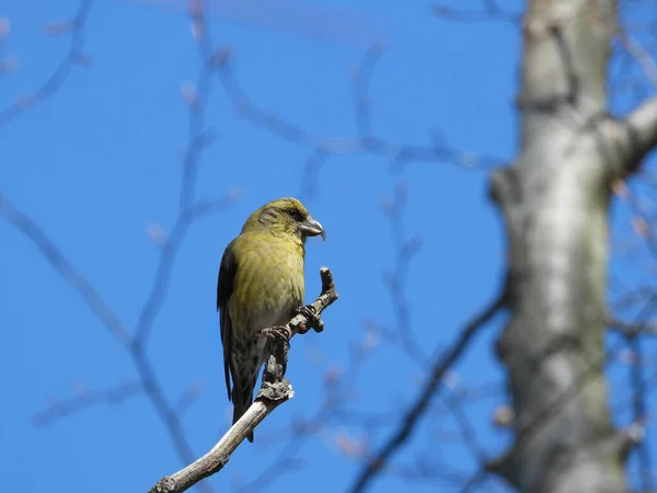 Fokus Selektif Dari Burung Greenfinch Bertengger Cabang Pohon — Stok Foto