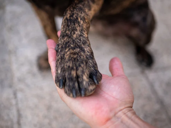The closeup shot of a dog paw in the human palm