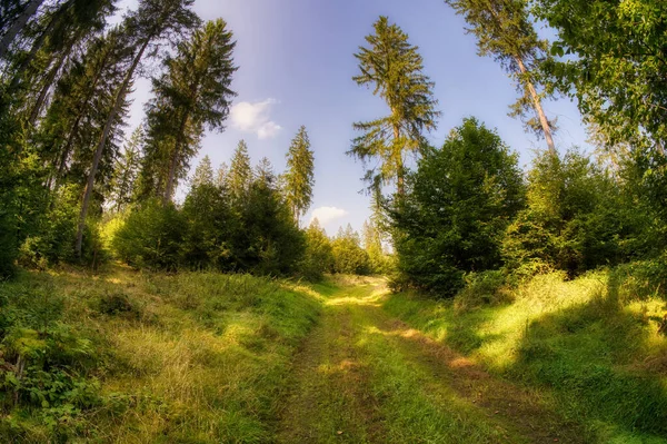 Eine Landstraße Die Die Wälder Auf Dem Land Führt — Stockfoto