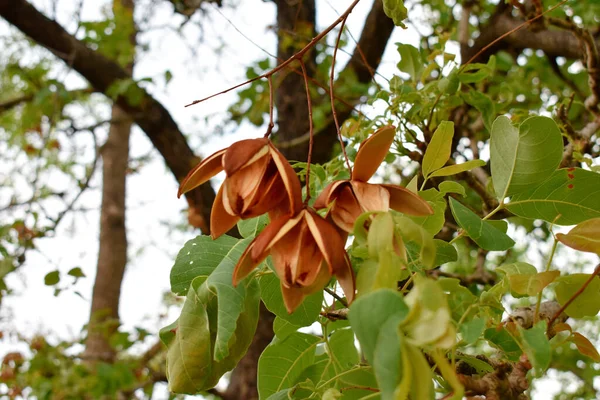 Beautiful Closeup Toona Sinensis Plant Tree Meliaceae Family Natural Background — Stock Photo, Image