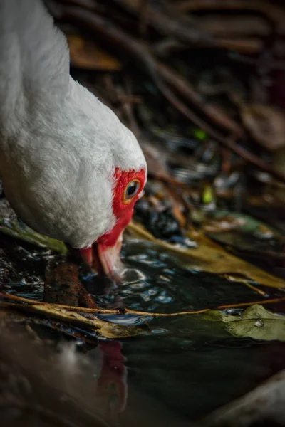 Селектив Московской Утки Cairina Moschata Питьевой Воды — стоковое фото