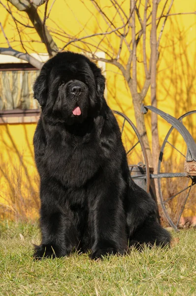 Perro Negro Raza Pura Terranova Pie — Foto de Stock